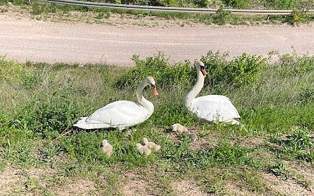 Mein lieber Schwan! Da hat die Vogelfamilie aber nochmal Glück gehabt. (Foto: Bundespolizei) Mein lieber Schwan! Da hat die Vogelfamilie aber nochmal Glück gehabt. (Foto: Bundespolizei)