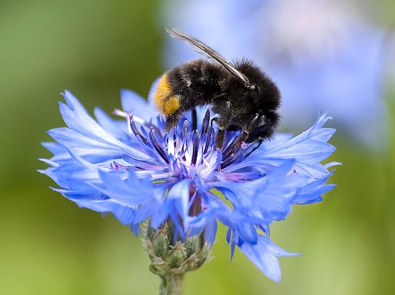 Die Steinhummel ist im Sommer schwer beschäftigt (Foto: Kathy Büscher/NABU) Die Steinhummel ist im Sommer schwer beschäftigt (Foto: Kathy Büscher/NABU)