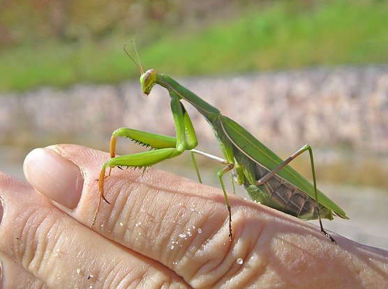 Die Gottesanbeterin breitet sich auch in Thüringen aus (Foto: Rüdiger Weis) Die Gottesanbeterin breitet sich auch in Thüringen aus (Foto: Rüdiger Weis)