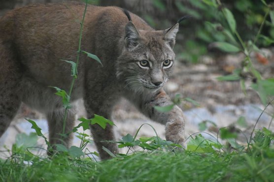 Der Luchs geh&ouml;rt zu den Neuzug&auml;ngen im Park (Foto: B&auml;renpark Worbis)
