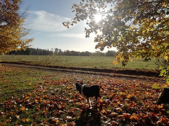 Der Herbst zeigte sich in Sophienhof heute wieder von seiner sch&ouml;nsten Seite (Foto: W. J&ouml;rgens)