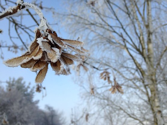 Für den kommenden Winter rechnen Meteorologen mit milden Temperaturen (Foto: wirsinds) Für den kommenden Winter rechnen Meteorologen mit milden Temperaturen (Foto: wirsinds)