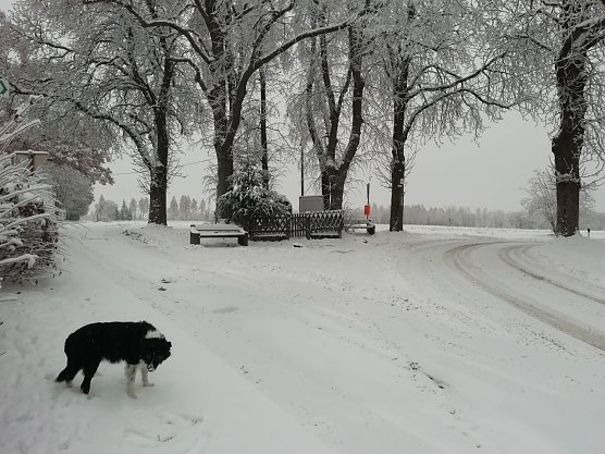 Frostig und schneebedeckt zeigt sich auch der Morgen in Sophienhof (Foto: W. J&ouml;rgens)