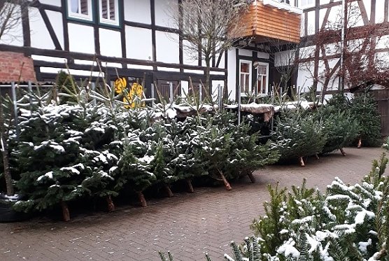 Wieder Weihnachtsbaum-Aktionstag am Samstag (Foto: Eichsfelder Staudenhof )