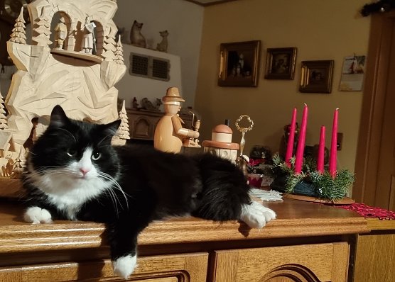 Kater Jerry auf seinem Lieblingsplatz  (Foto: Dieter und Petra Hartung)