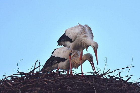 Wei&szlig;st&ouml;rche schon im Januar (Foto: Klaus Schmidt)