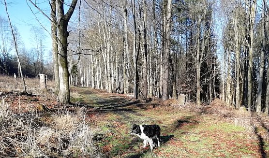 Minus 1 Grad, Windstille und angenehmes Ferien-Wanderwetter meldet heute unser Sophienh&ouml;fer Wetterhund. (Foto: Wolfgang J&ouml;rgens )