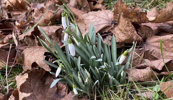 Die Natur erwacht langsam wieder - hier im Kurpark Bad Langensalza (Foto: oas)