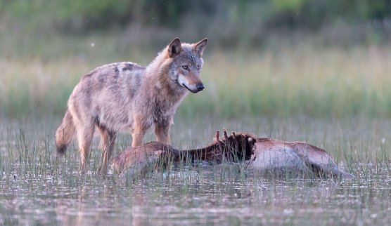 Wolf mit erbeutetem Opfer (Foto: J&uuml;rgen Borris)