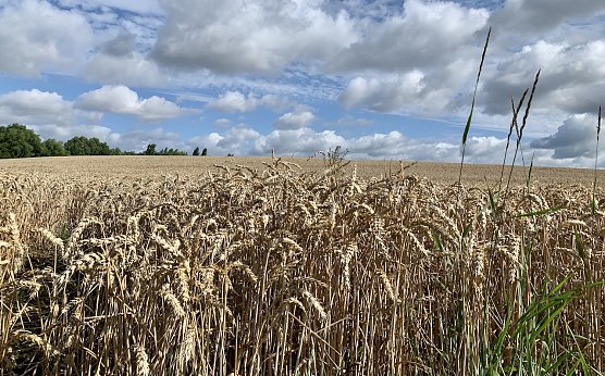Symbolbild - Agrarfläche (Foto: Eva Maria Wiegand) Symbolbild - Agrarfläche (Foto: Eva Maria Wiegand)