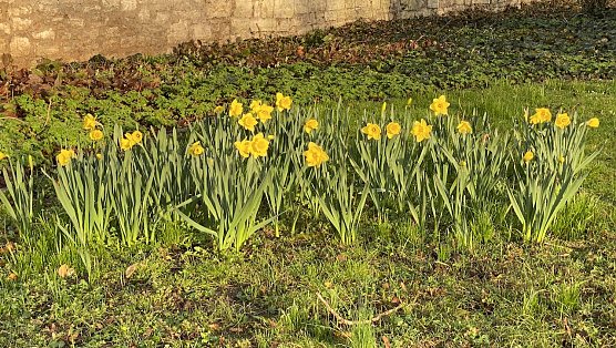 Der Frühling bricht sich überall Bahn: Hier im Kurpark Bad Langensalza (Foto: oas) Der Frühling bricht sich überall Bahn: Hier im Kurpark Bad Langensalza (Foto: oas)
