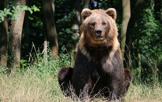Auch B&auml;rin Dort wartet schon auf die flei&szlig;igen Helfer zum Fr&uuml;hjahrsputz (Foto: Alternativer B&auml;renpark Worbis)