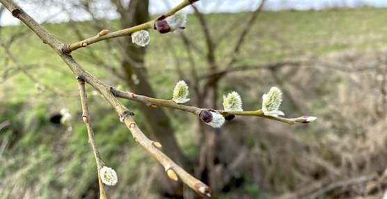 Weiter mild und windig (Foto: oas) Weiter mild und windig (Foto: oas)