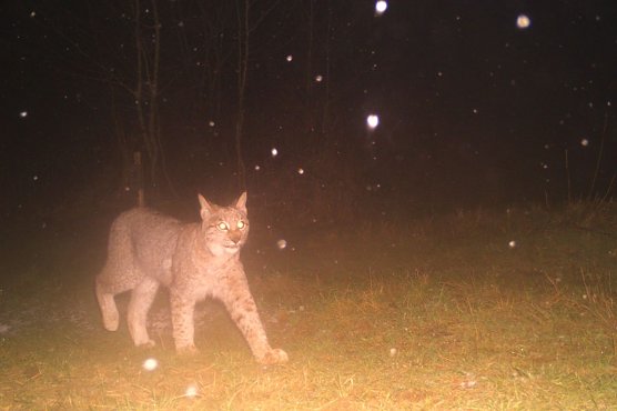 Jungtier lief in die Fotofalle (Foto: BUND)