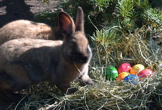 Kein B&auml;r, aber auch zu Ostern unterwegs (Foto: Alternativer B&auml;renpark Worbis)