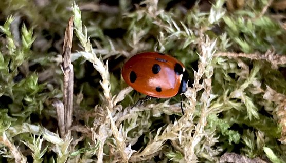 Gepunkteter Fr&uuml;hlingsbote (Foto: Eva Maria Wiegand)