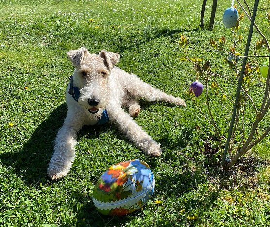 Hund mit Osterei (Foto: Marleen Biering)