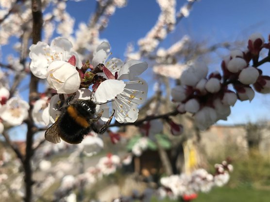 Wetterbild (Foto: nnz)