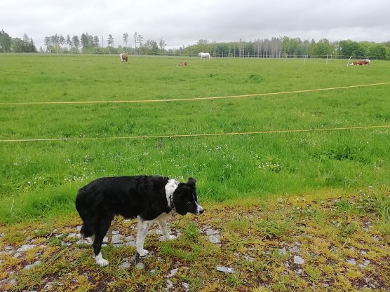 F&uuml;r unsere Wetterh&uuml;ndin Cira war der Spaziergang in Sophienhof heute nicht so angenehm wie zuletzt: 13 Grad bei leichtem Wind und sich anbahnendem Regen  (Foto: W. J&ouml;rgens)