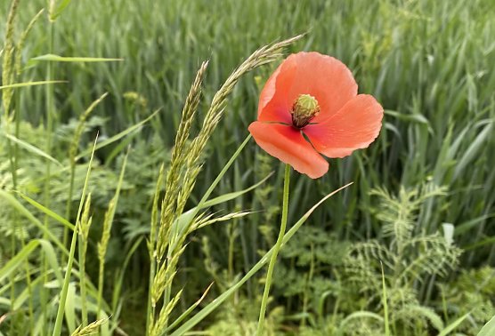 Der erste Mohn ist da (Foto: oas)