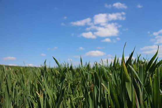 Wetterbild (Foto: agl) Wetterbild (Foto: agl)