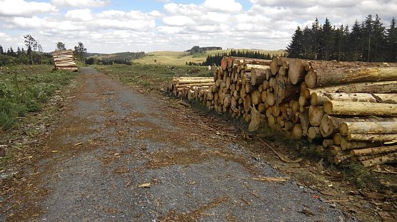 Viele Holzstapel und entwaldete Bergh&uuml;gel k&uuml;nden vom Waldsterben im Harz. (Foto: Kurt Frank)