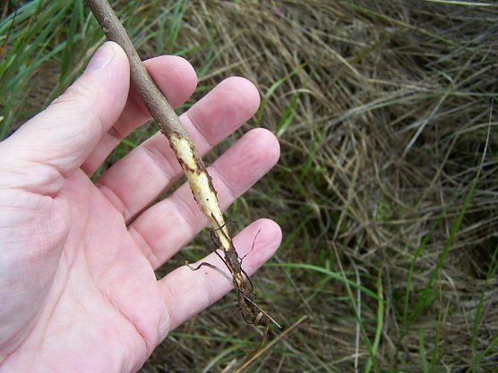 Waldbesitzende aufgepasst: Wird die Nahrung bei hohen M&auml;usedichten au&szlig;erhalb der Vegetationsperiode knapp, dann sind  erhebliche Sch&auml;den insbesondere an Laubholzkulturen bis hin zum Totalausfall zu bef&uuml;rchten (Foto: Dr. Horst Spro&szlig;mann)