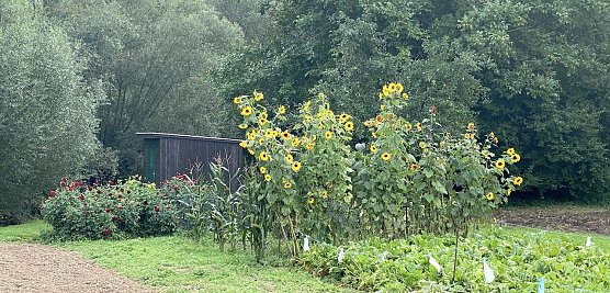 Erleben wir heute und morgen die letzten beiden Spätsommertage? (Foto: oas) Erleben wir heute und morgen die letzten beiden Spätsommertage? (Foto: oas)
