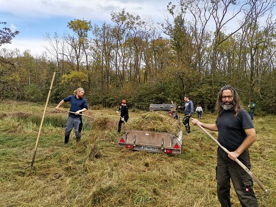 Pflegeeinsatz auf der Binsenwiese bei Reichenbach mit vielen helfenden Händen (Foto: Jan Lanvers) Pflegeeinsatz auf der Binsenwiese bei Reichenbach mit vielen helfenden Händen (Foto: Jan Lanvers)