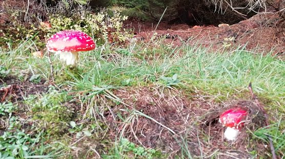 Der Herbstwald lockt wieder zum Pilzesuchen - aber nicht alle sollten mitgenommen werden! (Foto: W.J&ouml;rgens)