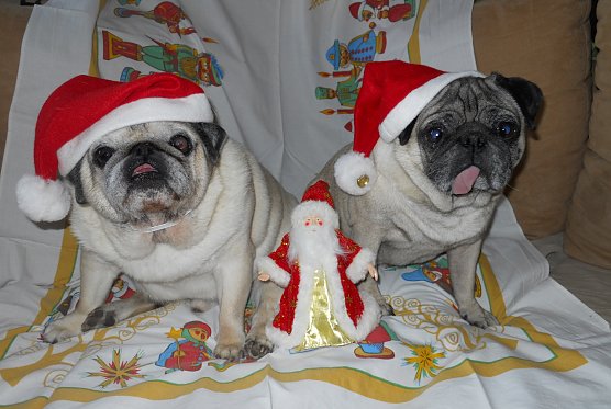 Ein cooles Team: Gismo und Stitch  (Foto: Jens Polte aus Nordhausen)