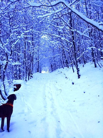 Dogge Barney ist von dem vielen Schnee verzaubert (Foto: Sophie Schröder) Dogge Barney ist von dem vielen Schnee verzaubert (Foto: Sophie Schröder)
