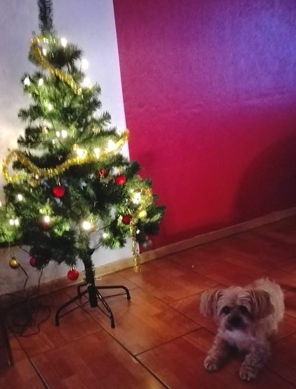 Die kleine Hündin Lingling (Foto: Sabrina Zorn) Die kleine Hündin Lingling (Foto: Sabrina Zorn)