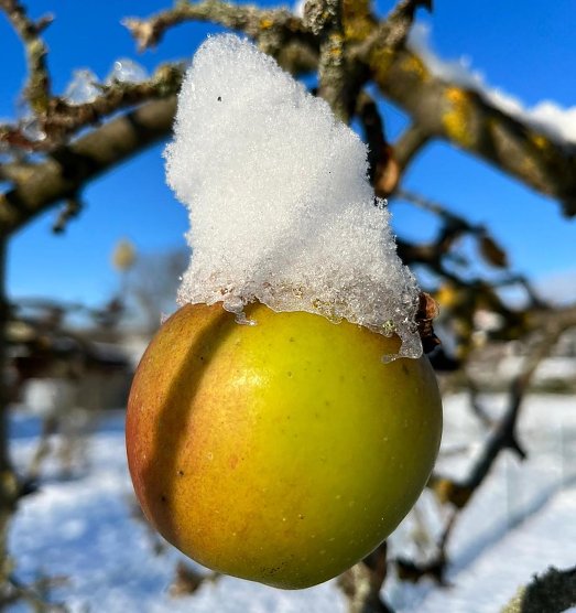 Der Apfel trägt passend zum Advent seine Mütze (Foto: Luisa Wulf) Der Apfel trägt passend zum Advent seine Mütze (Foto: Luisa Wulf)