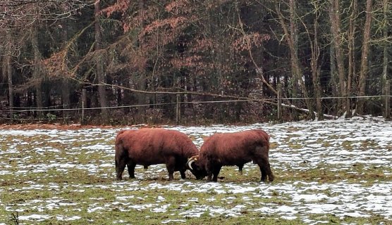 Zwei prächtige Bullen (Foto: Jürgen Mehne) Zwei prächtige Bullen (Foto: Jürgen Mehne)