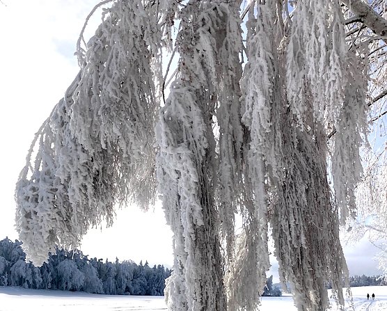 Wintertraum Thüringer Wald, nahe Oberwirbach (Foto: Beate Balik) Wintertraum Thüringer Wald, nahe Oberwirbach (Foto: Beate Balik)
