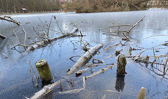 Auch an den Langensalzaer Böhmenteichen bleibt der Frost erhalten (Foto: oas) Auch an den Langensalzaer Böhmenteichen bleibt der Frost erhalten (Foto: oas)