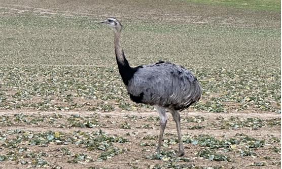 "Nando" lie&szlig; sich nicht einfangen (Foto: LPI)