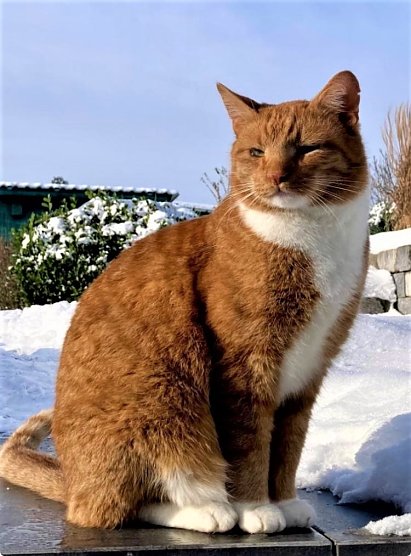 Bild des verletzten Tieres (Foto: Privat) Bild des verletzten Tieres (Foto: Privat)