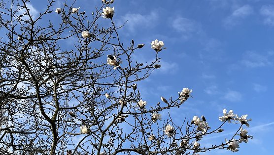 Mildes Wetter l&auml;&szlig;t die Knospen sprie&szlig;en (Foto: oas)