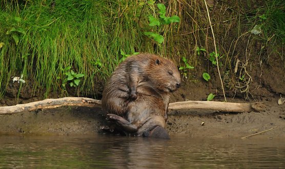 Biber bed&uuml;rfen Schutz  (Foto: Siegfried Klaus)