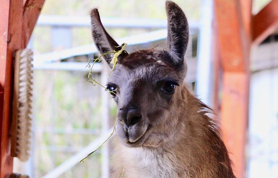 Unstrut-Lama Bruno (Foto: Eva Maria Wiegand) Unstrut-Lama Bruno (Foto: Eva Maria Wiegand)