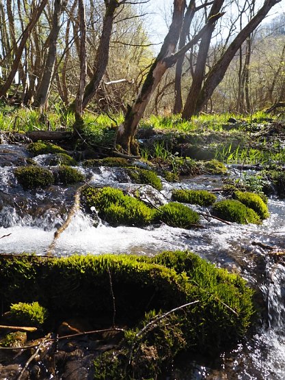 Sprudelnde Kalktuffquelle im Eichsfeld (Foto: Anne-Louise Fritz) Sprudelnde Kalktuffquelle im Eichsfeld (Foto: Anne-Louise Fritz)