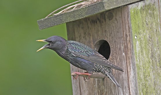 Ein wirklicher Star (Foto: Frank Hecker) Ein wirklicher Star (Foto: Frank Hecker)