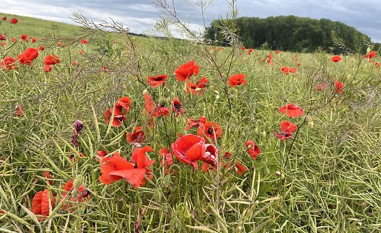 Morgen wird mit stürmischem Wetter gerechnet (Foto: oas) Morgen wird mit stürmischem Wetter gerechnet (Foto: oas)