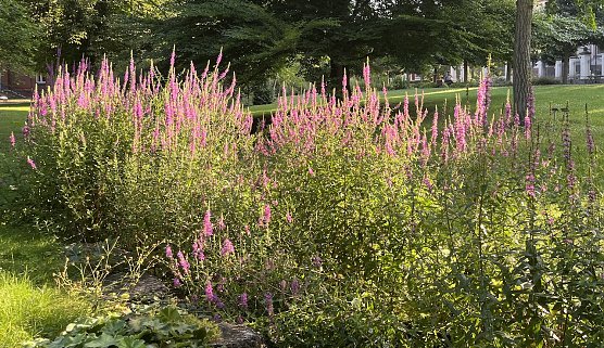 Ein hei&szlig;es Wochenende steht bevor (Foto: oas)