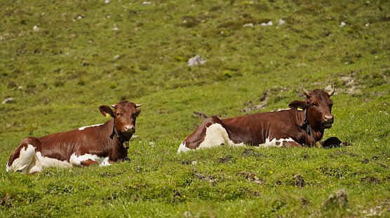 Idyllische Bergwelt im Berchtesgadener Land (3) (Foto: Jörg Neumann) Idyllische Bergwelt im Berchtesgadener Land (3) (Foto: Jörg Neumann)