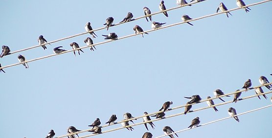 Schwalben sammeln sich zum Zug in den S&uuml;den (Foto: U.Reinboth)