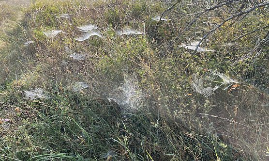 Altweibersommer in Th&uuml;ringen (Foto: oas)