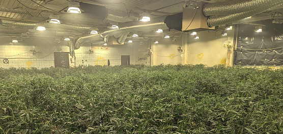 Cannabisplantage in Voigstedt (Foto: LPI) Cannabisplantage in Voigstedt (Foto: LPI)